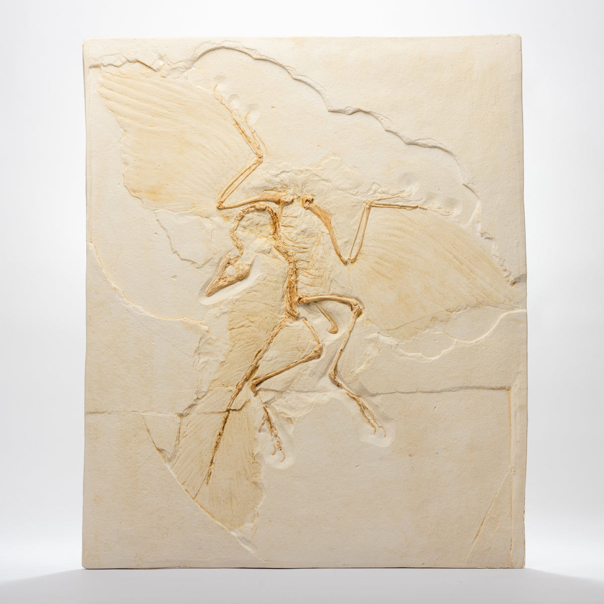 REPLICA Archaeopteryx Lithographica – The Fossil Shop