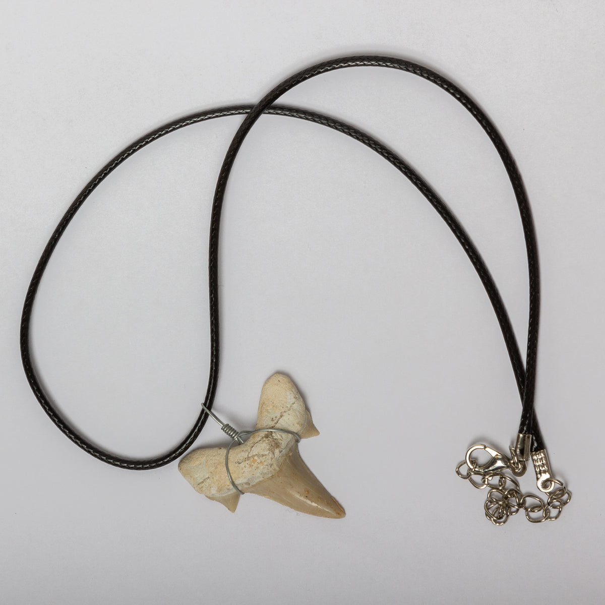 Shark Tooth Necklace The Fossil Shop