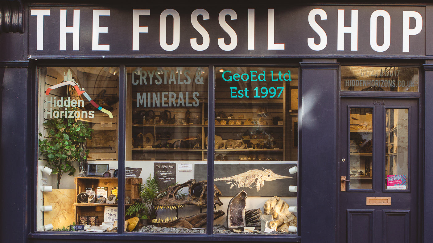 The Fossil Shop – Who are we? And why should you care?