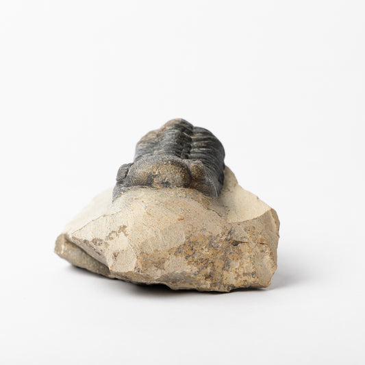 Reedops cephalotes Trilobite