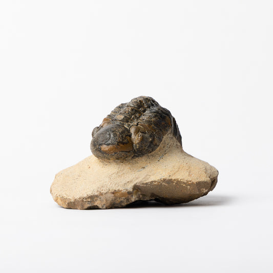 Cheirurus (Crotalocephalina) gibbus Trilobite