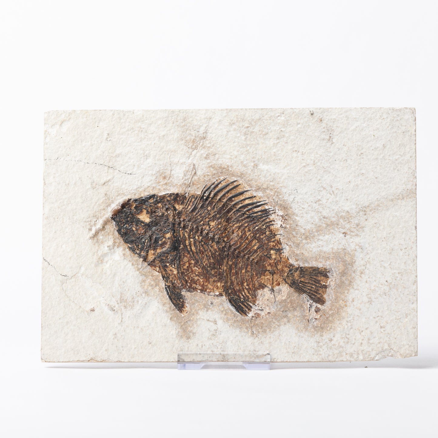 Priscacara serrata Fossil Fish