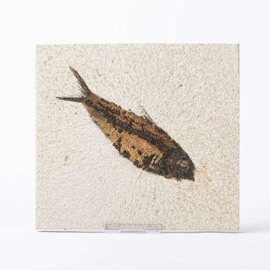 Knightia eocaenea Fossil Fish