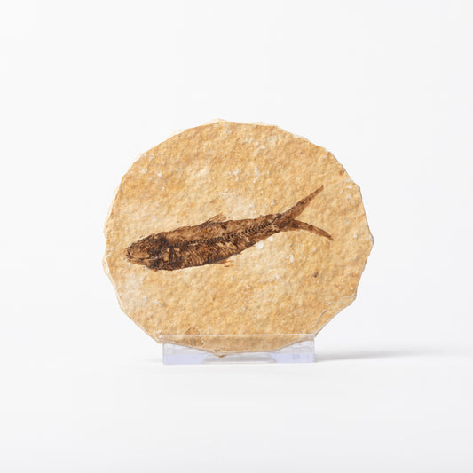 Knightia eocaenea Fossil Fish