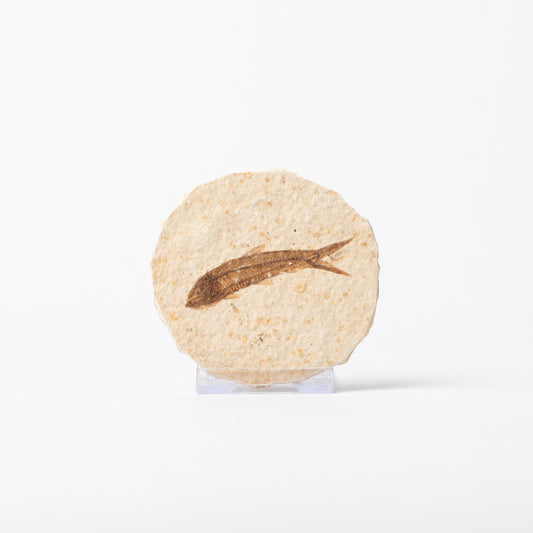 Knightia eocaenea Fossil Fish