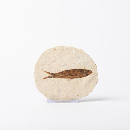 Knightia eocaenea Fossil Fish