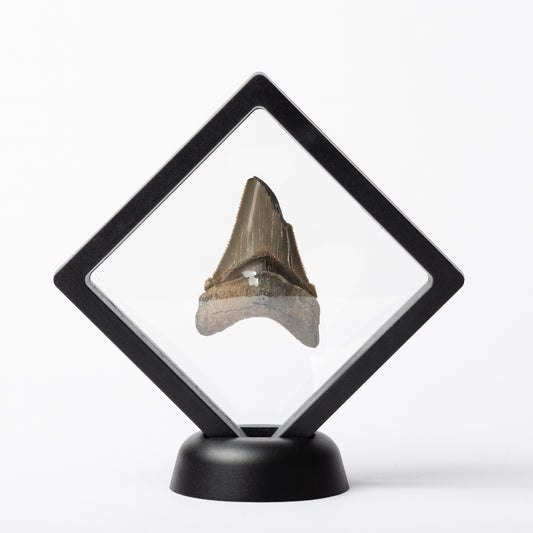 Megalodon Sharks Tooth