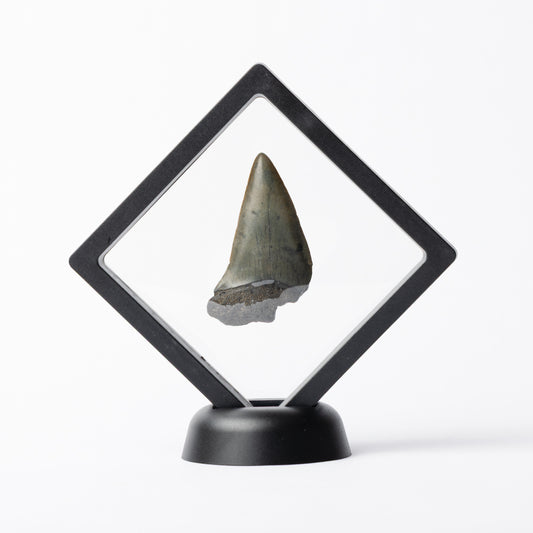 Megalodon Sharks Tooth