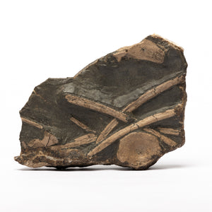 Ichthyosaur Bone Block