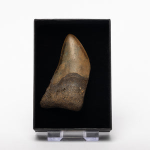 Partial Megalodon Sharks Tooth