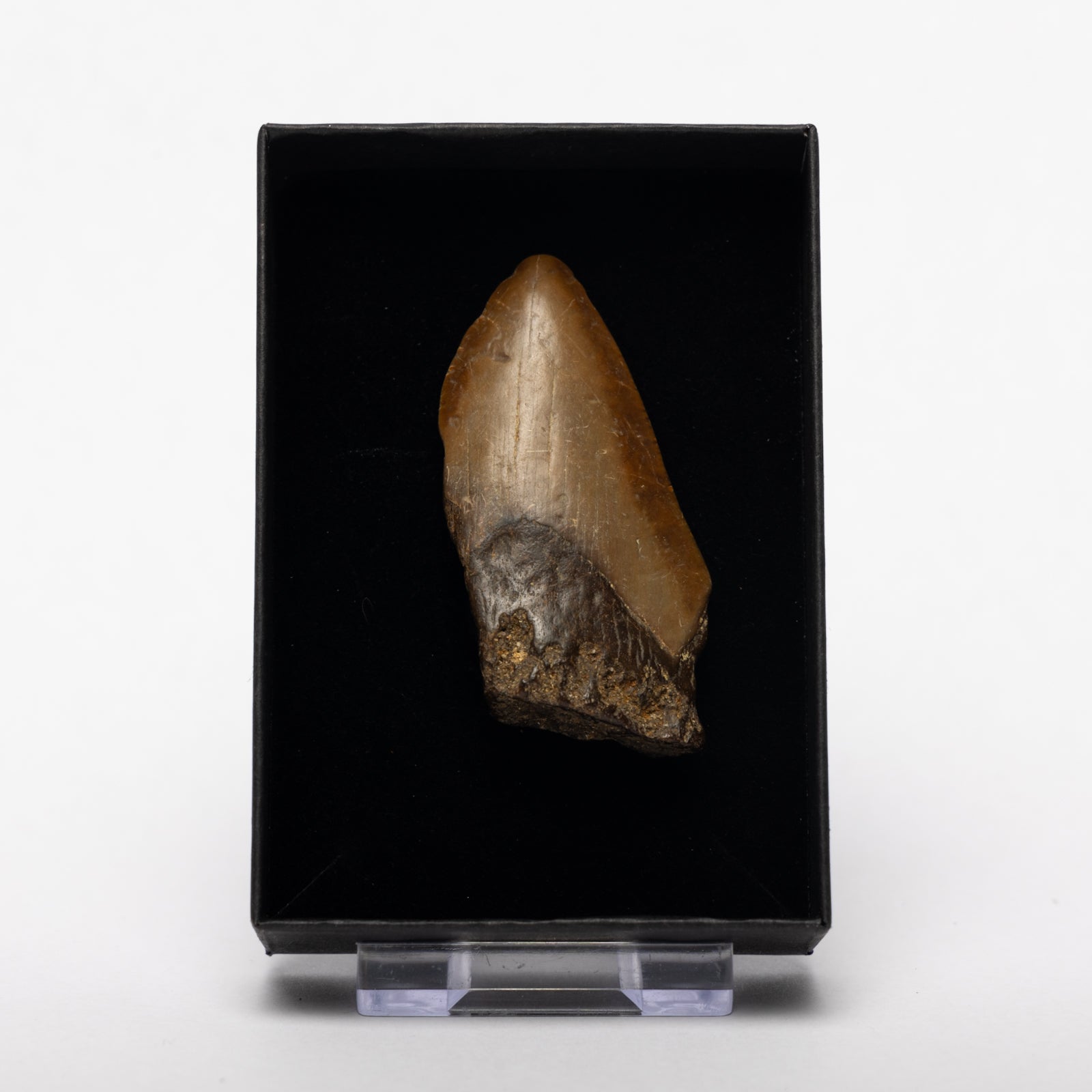 Partial Megalodon Sharks Tooth