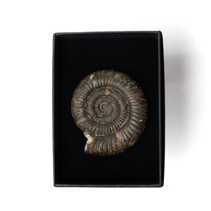 Dactylioceras sp. Ammonite