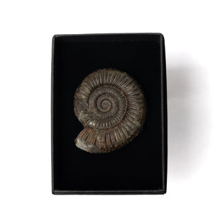 Dactylioceras sp. Ammonite