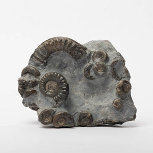 Arnioceras semicostatum Ammonites
