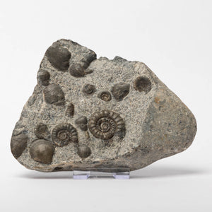 Arnioceras semicostatum Ammonites