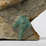 Load image into Gallery viewer, Theropod &amp; Ornithopod Dinosaur Footprints
