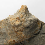 Load image into Gallery viewer, Theropod &amp; Ornithopod Dinosaur Footprints
