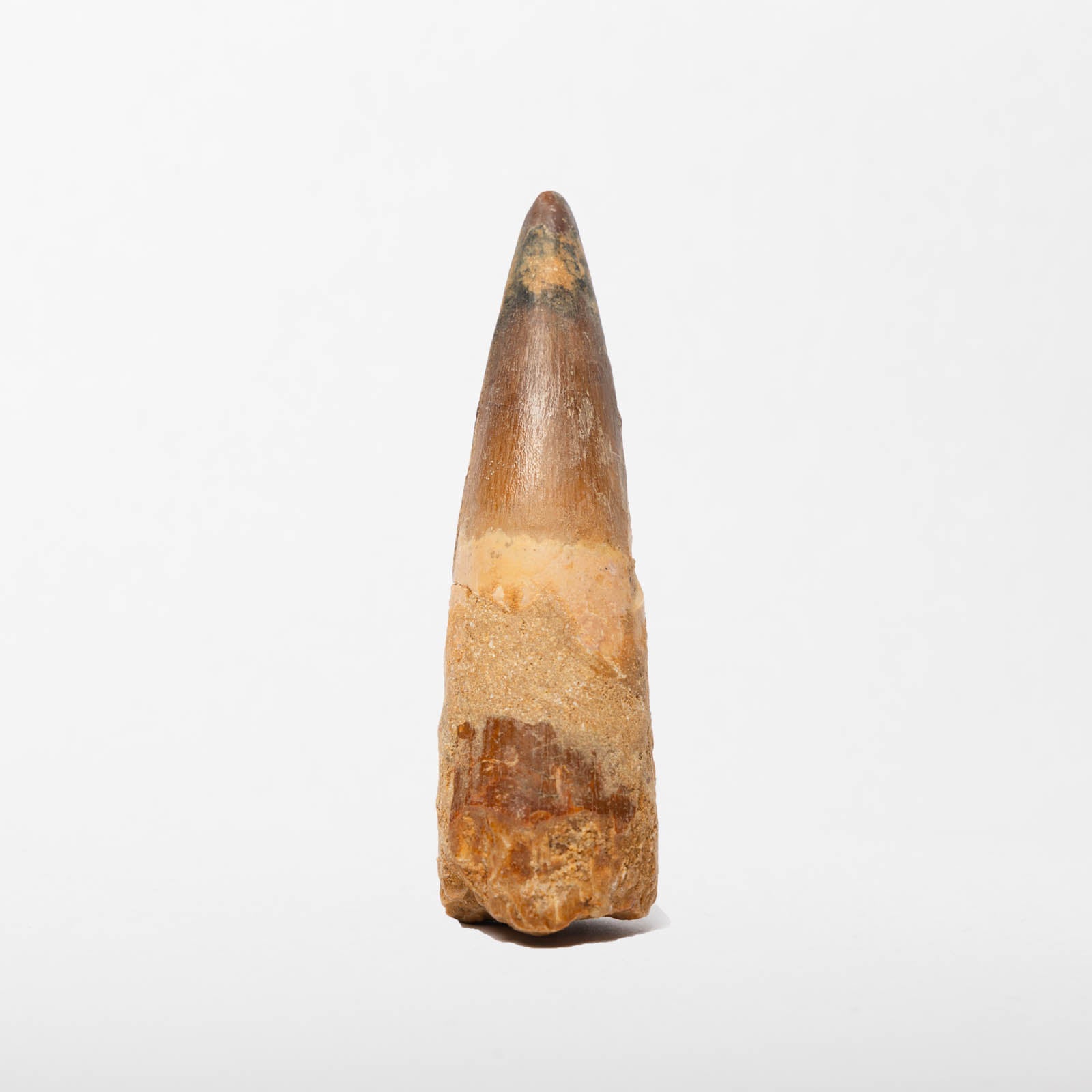 Spinosaurus Tooth