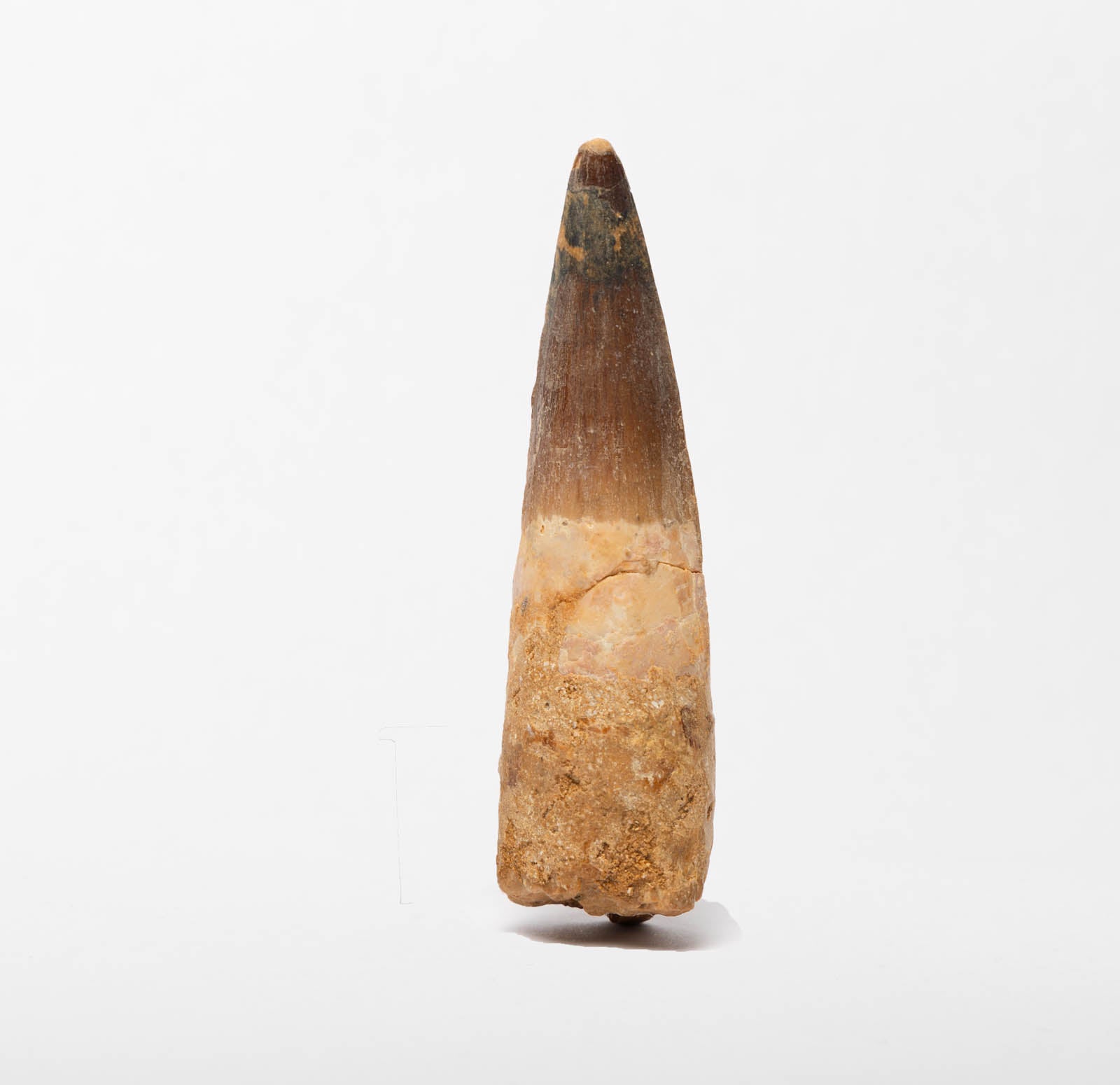 Spinosaurus Tooth