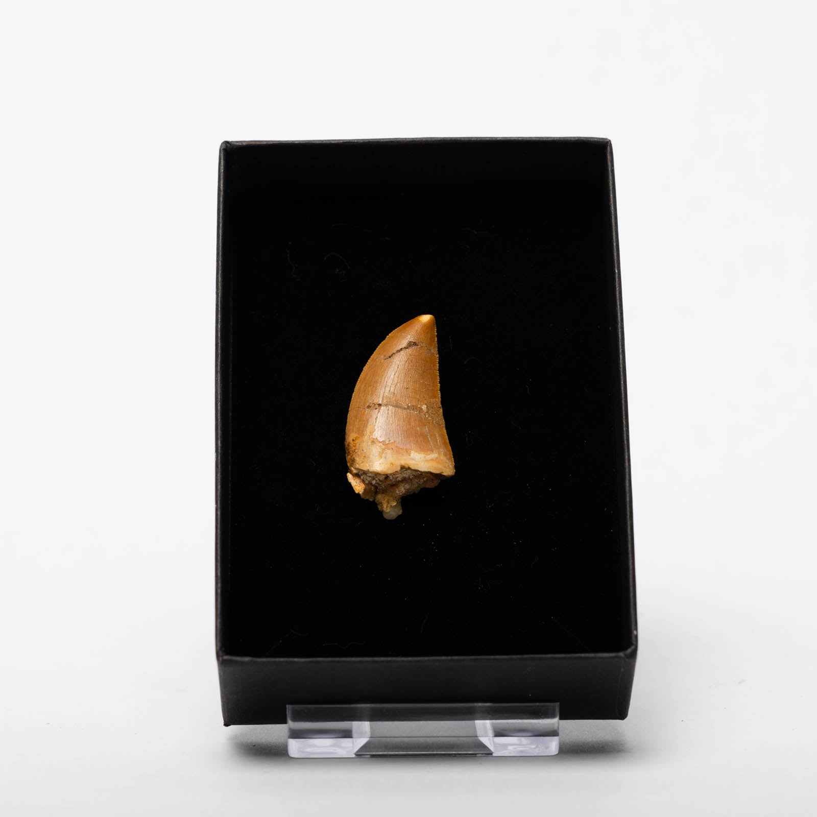 Cretaceous Theropod (Carnosaur) Dinosaur Tooth