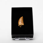 Load image into Gallery viewer, Cretaceous Theropod (Carnosaur) Dinosaur Tooth
