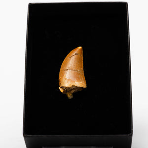 Cretaceous Theropod (Carnosaur) Dinosaur Tooth