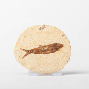 Knightia eocaenea Fossil Fish