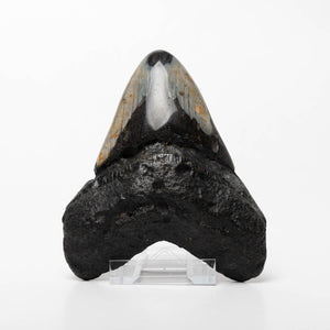 Megalodon Sharks Tooth