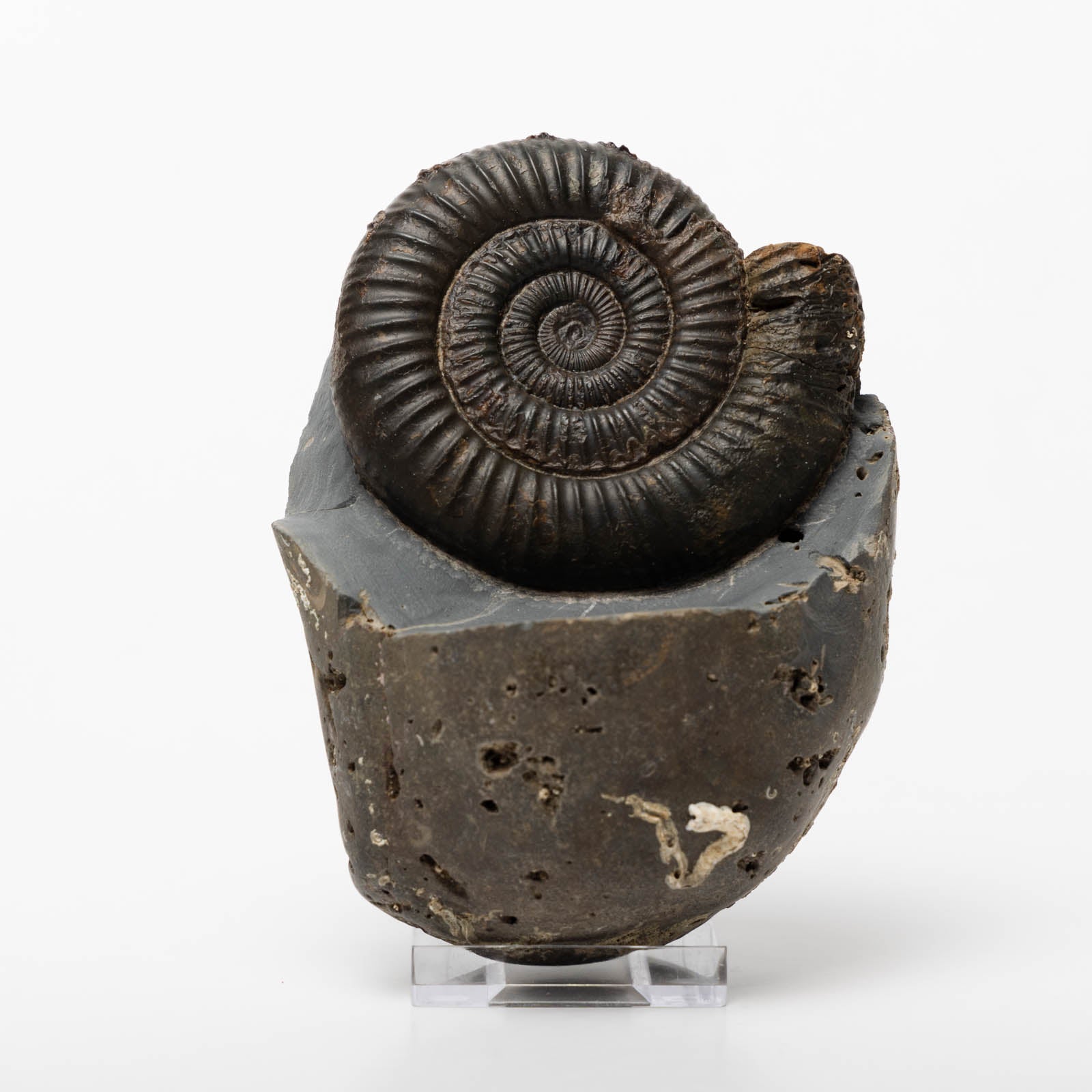 Dactylioceras commune Ammonite