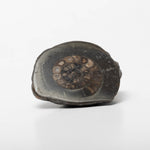 Load image into Gallery viewer, Dactylioceras sp. Cut &amp; Polished Ammonite
