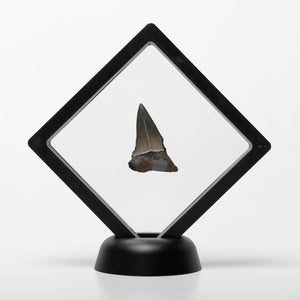 Megalodon Sharks Tooth