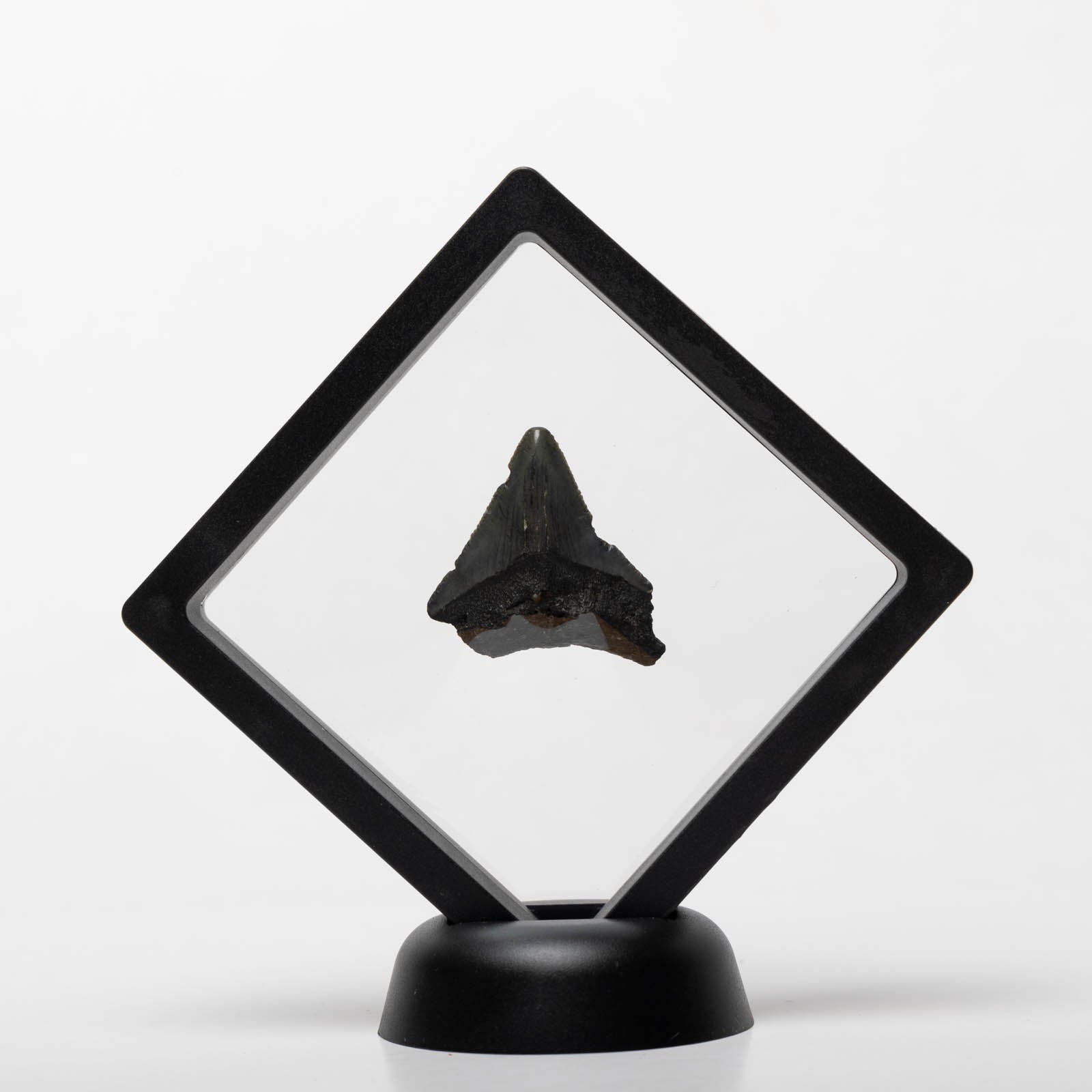 Megalodon Sharks Tooth