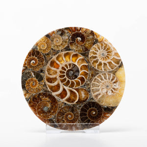 Cleoniceras Ammonite - Composite Coaster