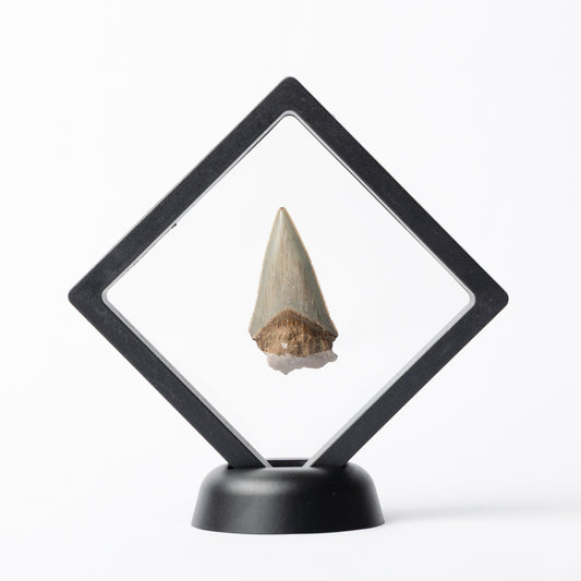 Megalodon Sharks Tooth