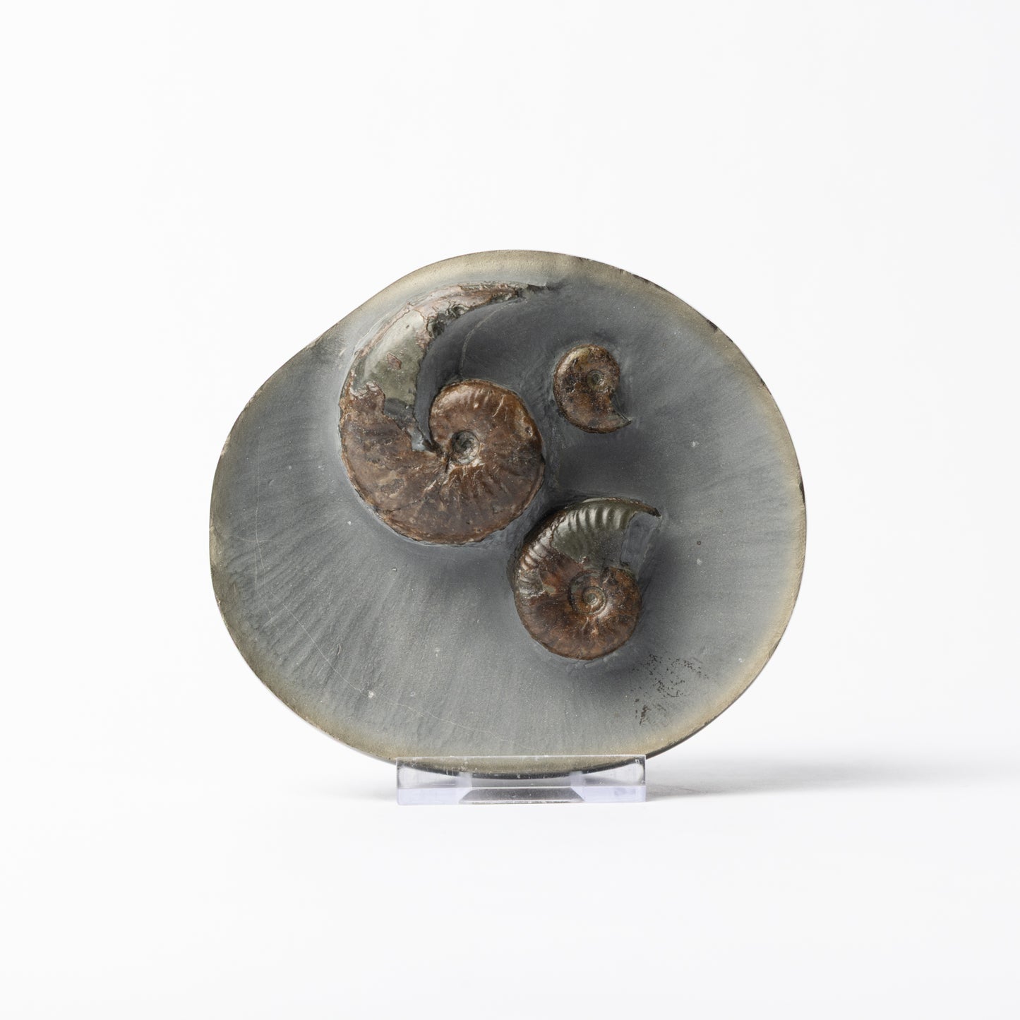 Eleganticeras sp. polished "Canonball"