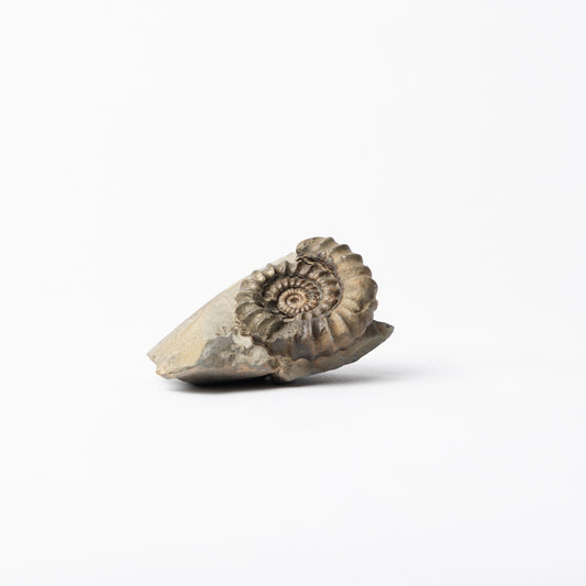 Gagaticeras sp. Ammonite