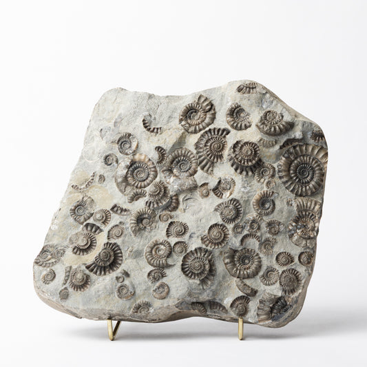 Arnioceras semicostatum Ammonites