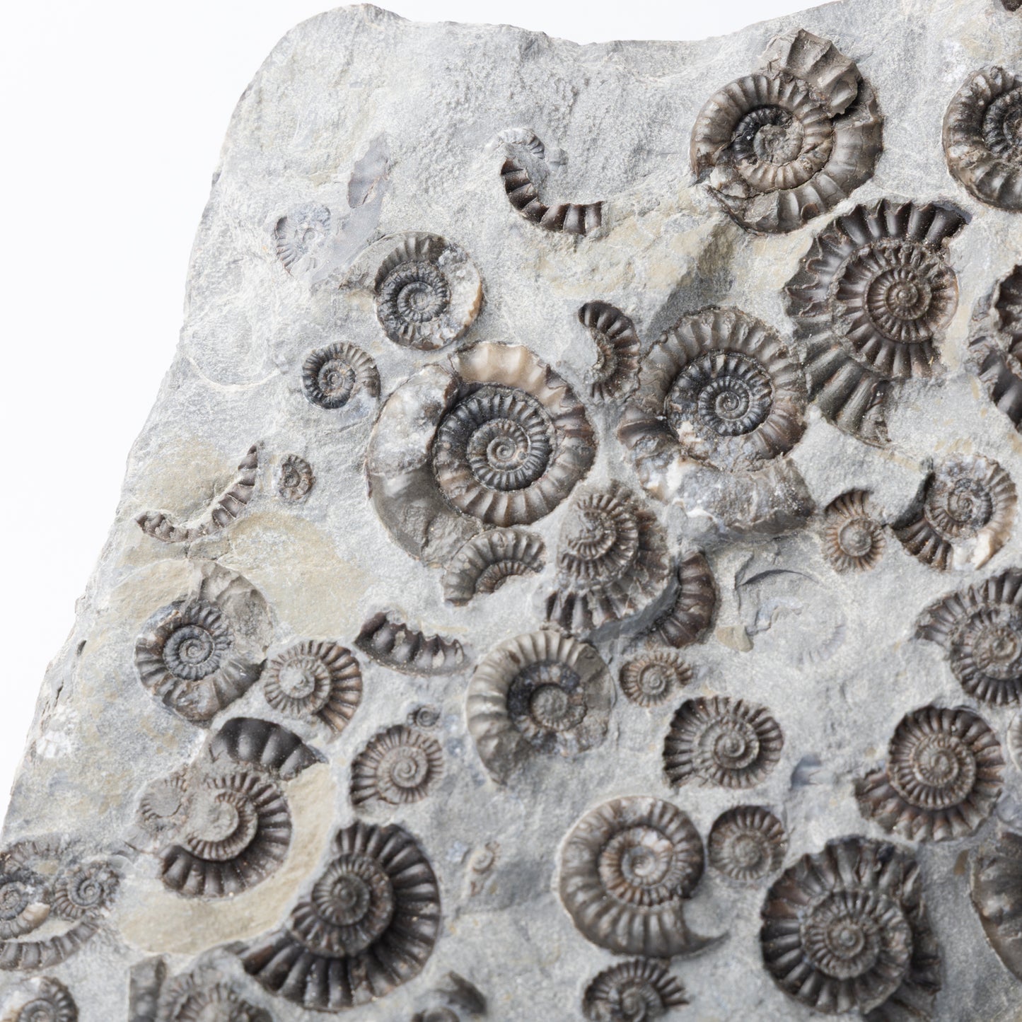 Arnioceras semicostatum Ammonites