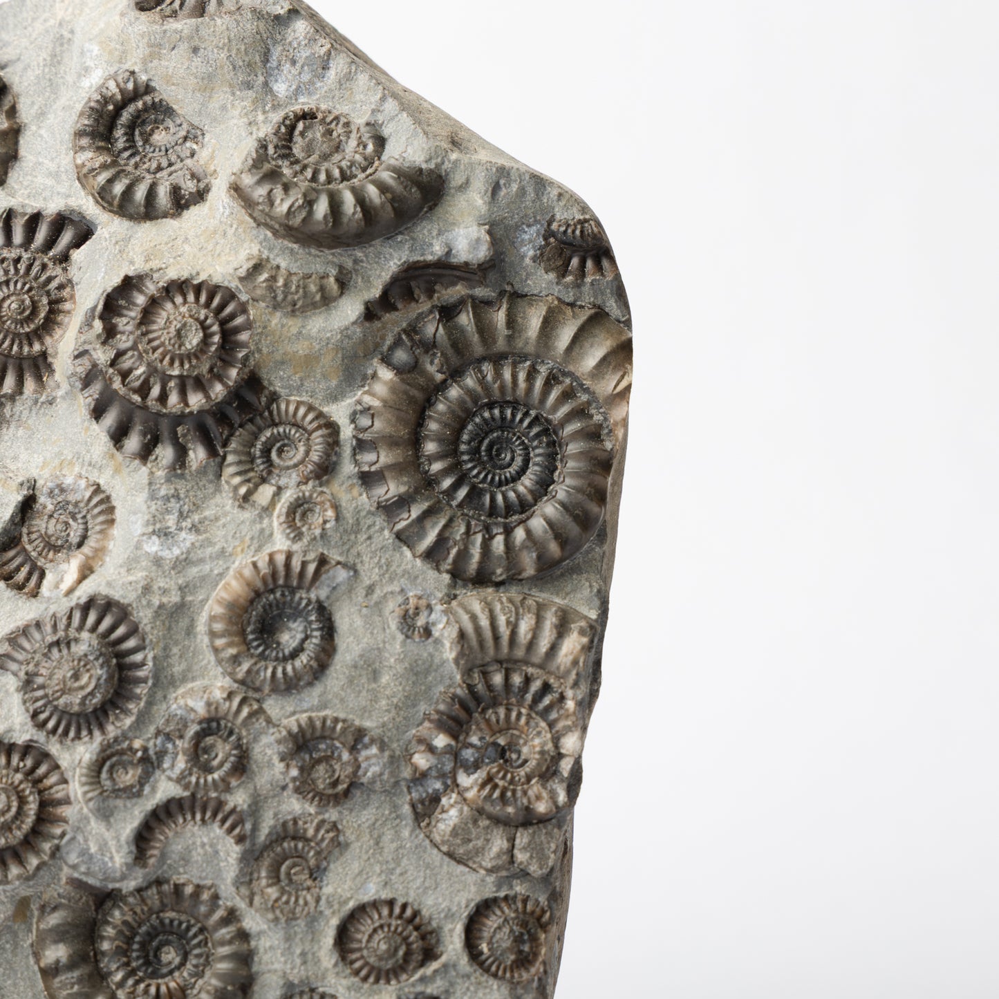 Arnioceras semicostatum Ammonites