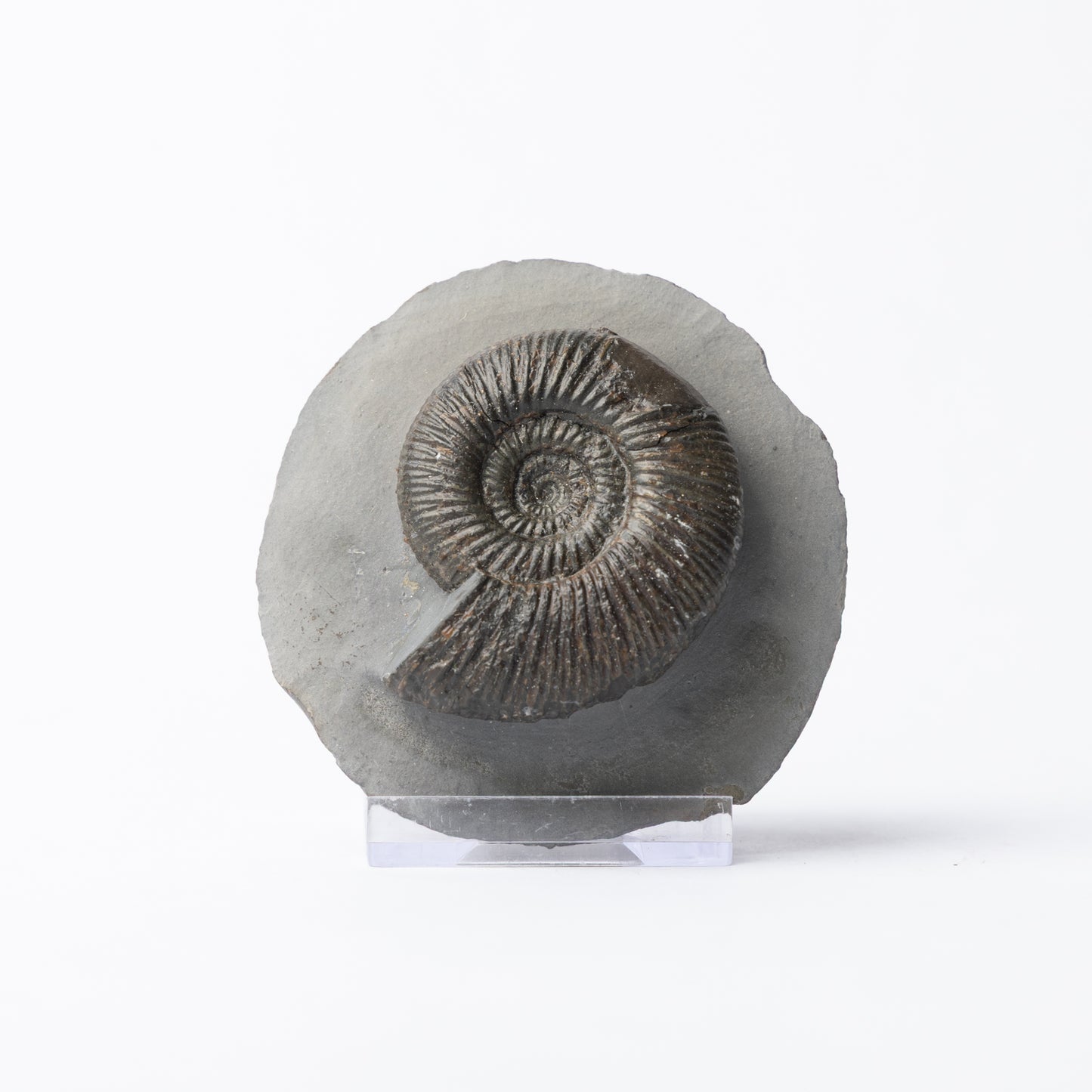 Dactylioceras semicelatum Ammonite