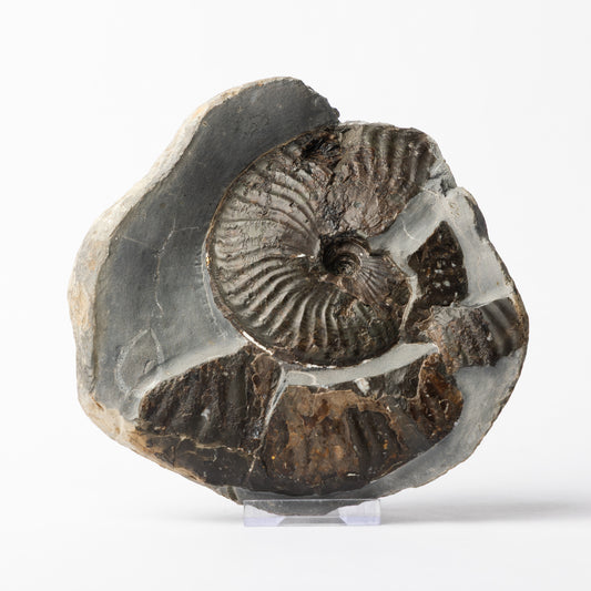 Pseudolioceras sp. Ammonite