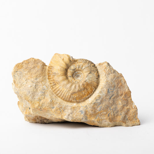 Proplanulites majesticus Ammonite