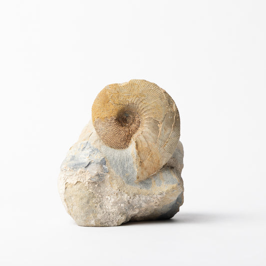 Kosmoceras sp. Ammonite