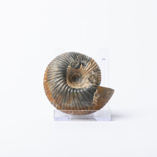 Cardioceras sp. Ammonite