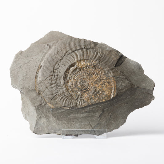 Harpoceras sp. Ammonite