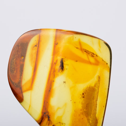 Baltic Amber with Insect Inclusion
