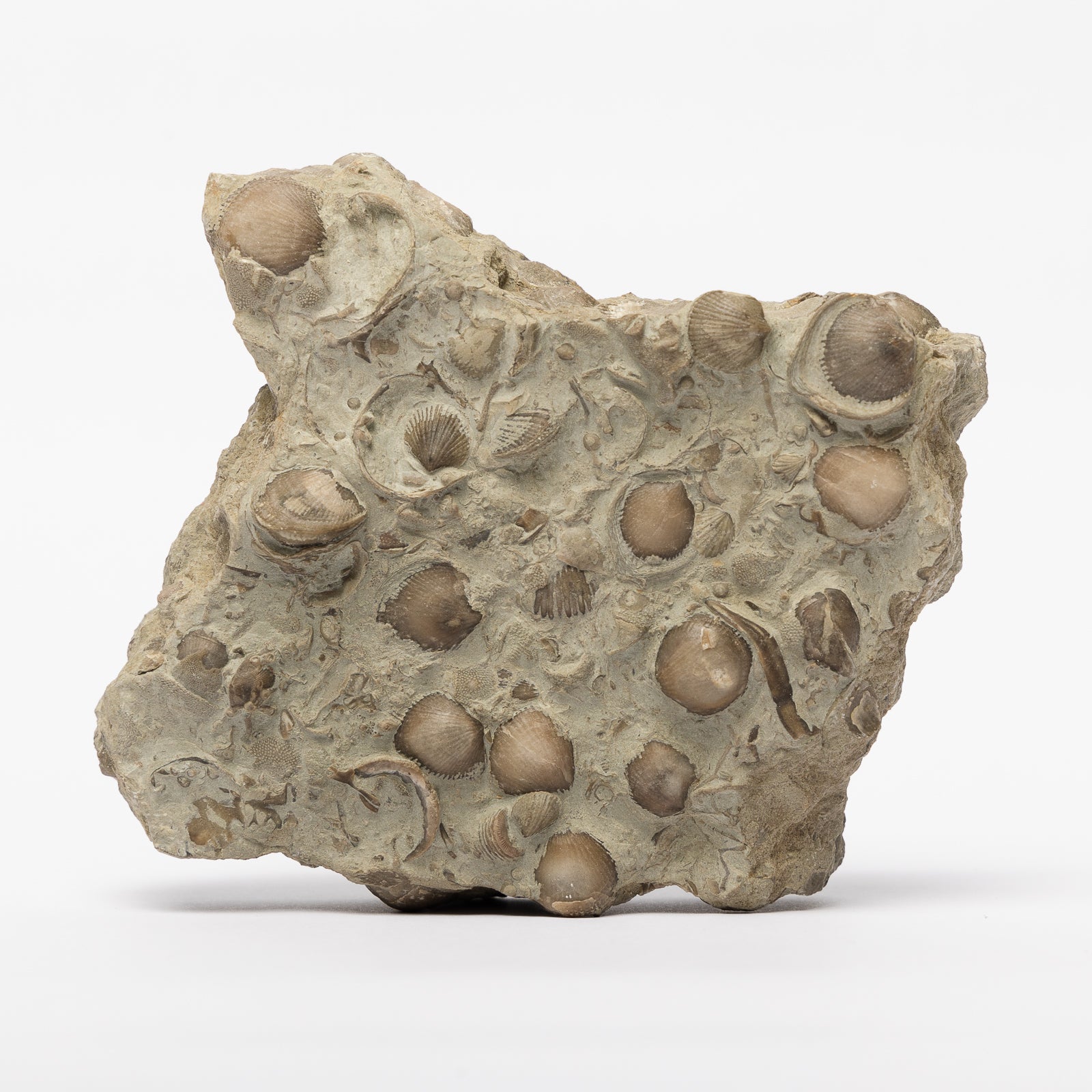 Wenlock Limestone - Corals, Crinoids, Bryozoans & Brachiopods