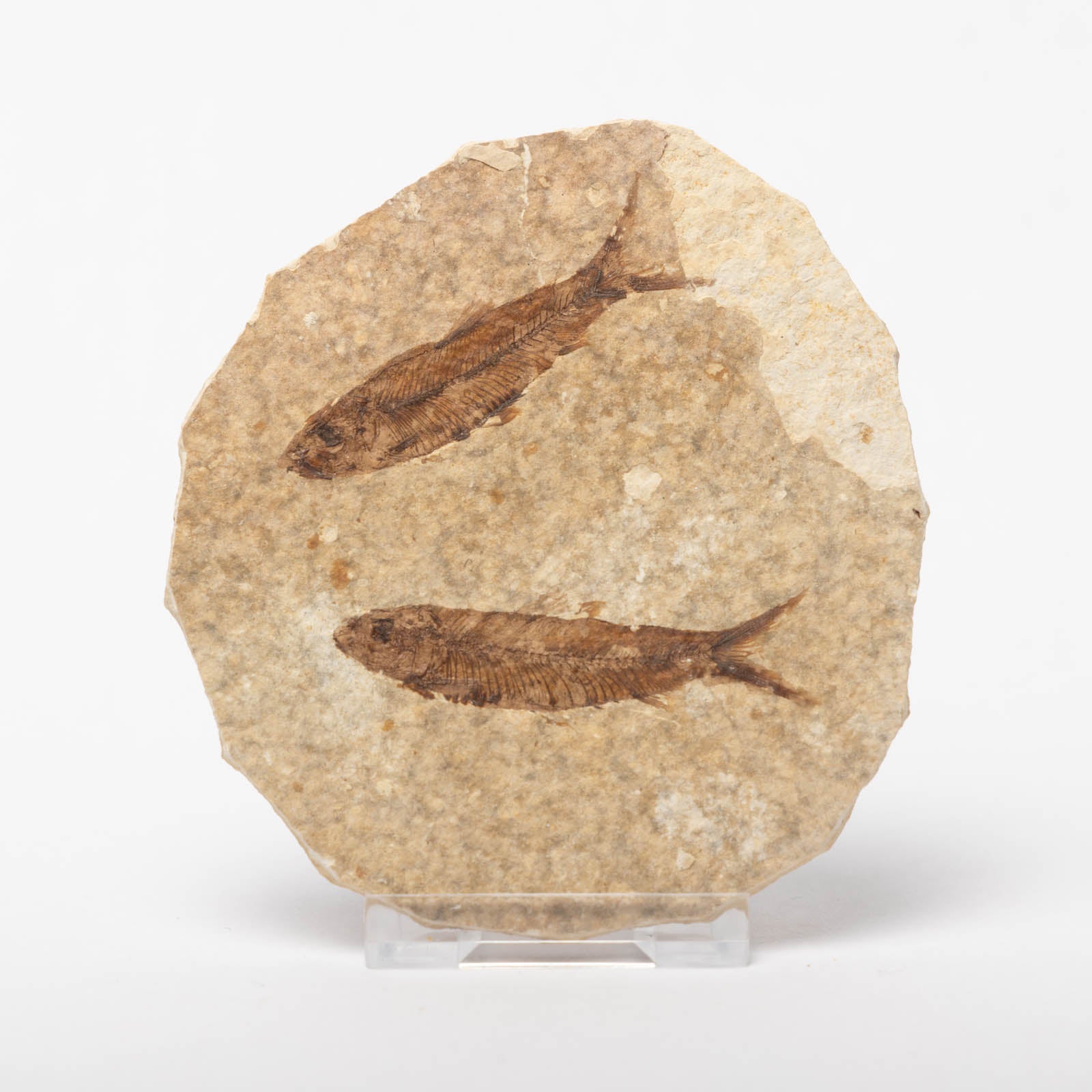 Knightia eocaenea Fossil Fish (Double)