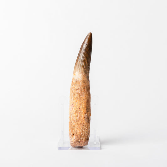 Large Spinosaurus sp. Tooth
