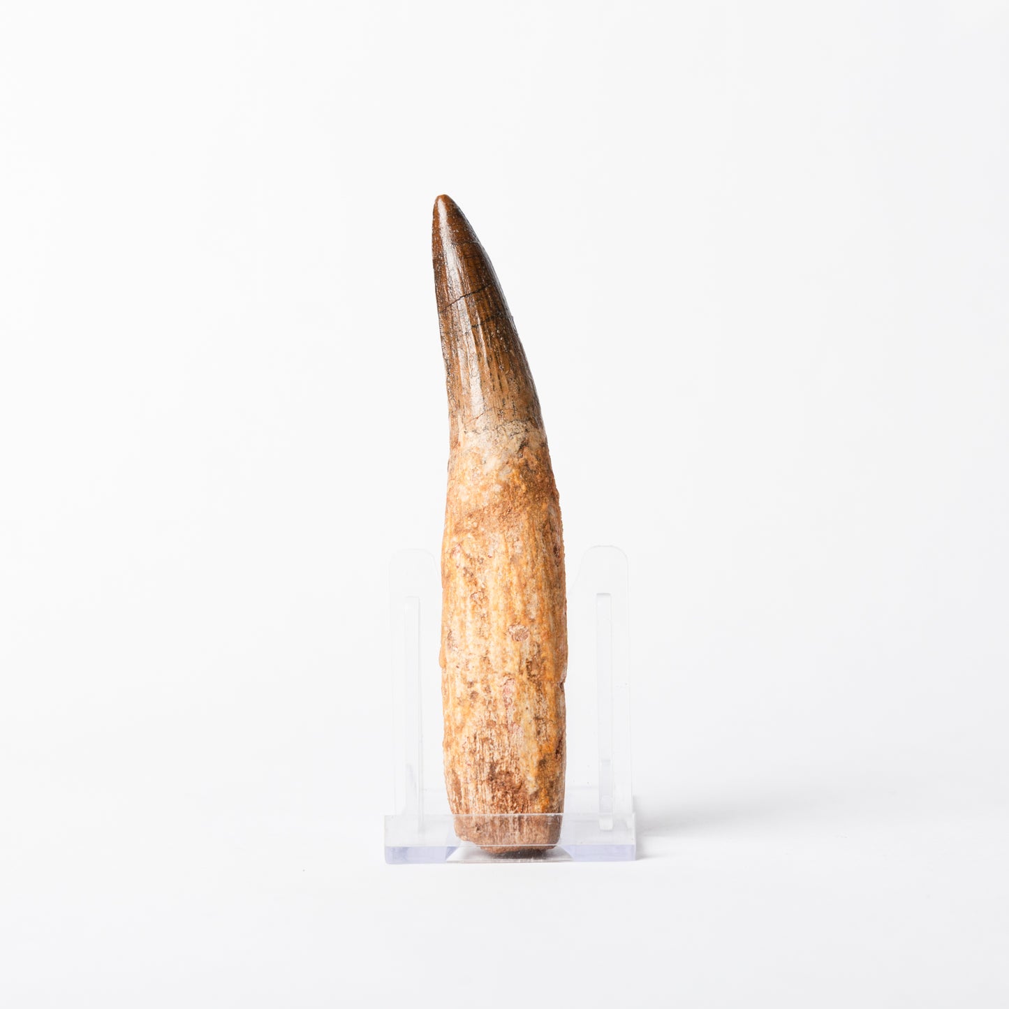 Large Spinosaurus sp. Tooth